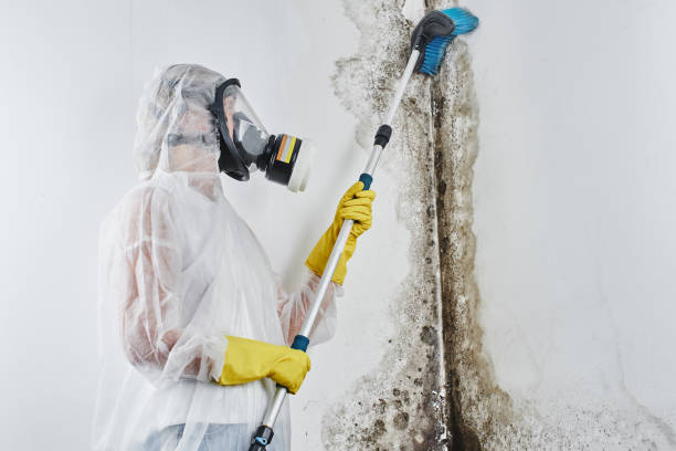 Best Toxic Mold Removal  in Paincourtville, LA