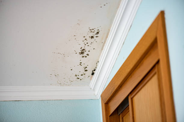 Attic Mold Removal in Paincourtville, LA