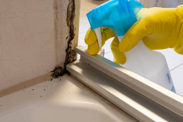 Best Same-Day Mold Removal  in Paincourtville, LA