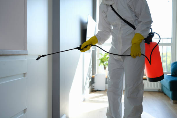 Best Emergency Mold Removal  in Paincourtville, LA