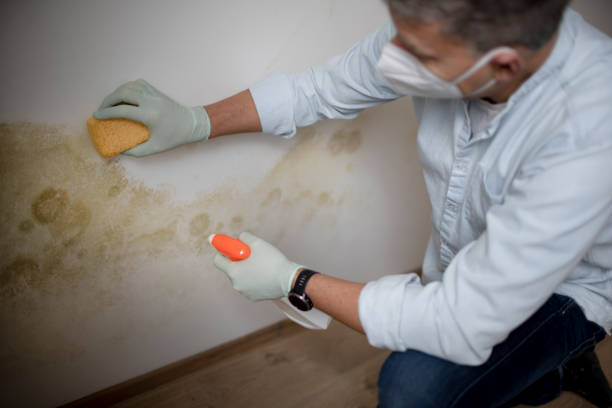 Office Mold Removal Services in Paincourtville, LA