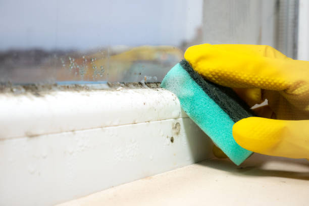 Best Commercial Mold Removal  in Paincourtville, LA